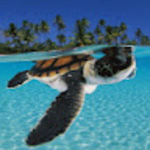 Meet your Posher, Meghan